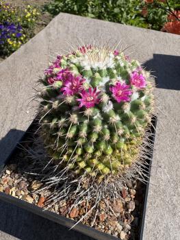 Mammillaria knippeliana